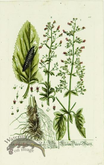 Blackwell German 032